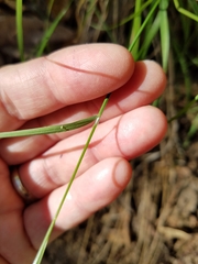 Melica torreyana