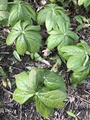 Podophyllum peltatum