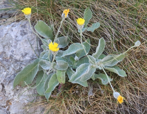 Hieracium pannosum observed 2026-07-28