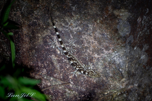 Mell's Gecko