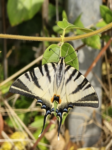 Scarce Swallowtail