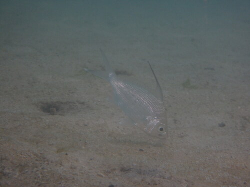 Gerres filamentosus observed 2026-08-05