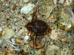 Abedus indentatus