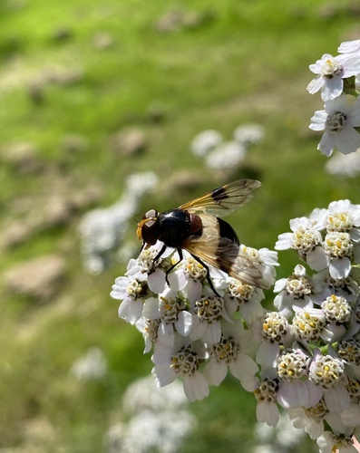 Pellucid Hover Fly