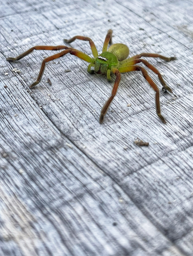 Tasmanian Football Spider