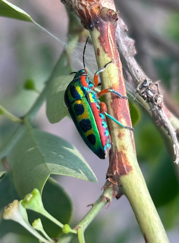 Rainbow Shield Bug