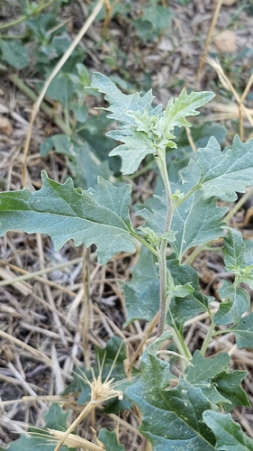 Tatrian Saltbush