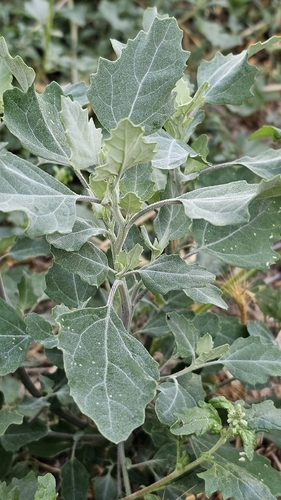 Common Lambsquarters