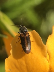 Tetralimonius ornatulus