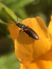 Tetralimonius ornatulus