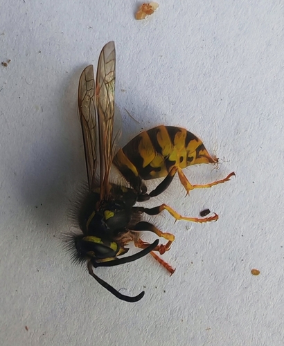 Common European Yellowjacket