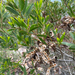 Acacia cyclops