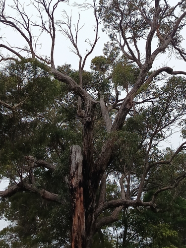 Eucalyptus piperita, photograph 3