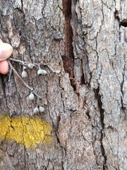 Eucalyptus piperita, photograph (c) Carl Ramirez, some rights reserved (CC BY)
