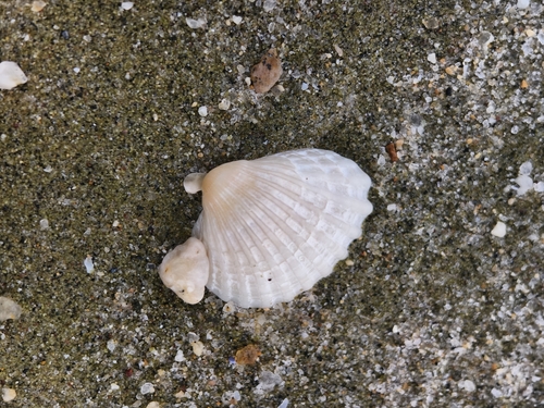 Tegillarca granosa observed 2026-08-09