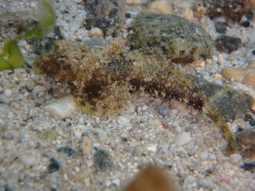 Bladdraakvisje (Anaora tentaculata) — Callionymidae — 3