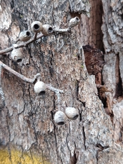 Eucalyptus piperita, photograph (c) Carl Ramirez, some rights reserved (CC BY)