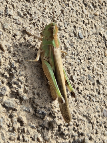Puissant's Green-winged Grasshopper