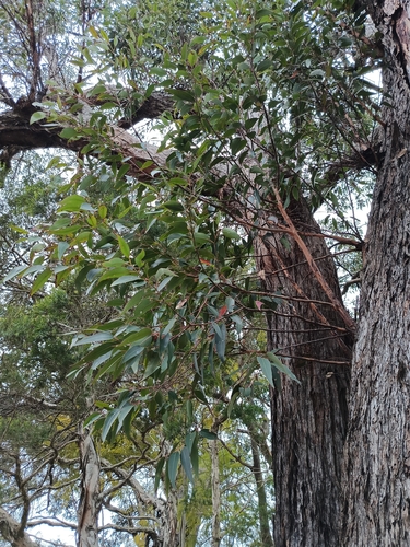 Eucalyptus piperita, photograph 6