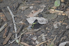 Pereute charops charops