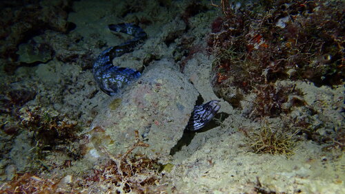 Gymnothorax enigmaticus observed 2026-04-15