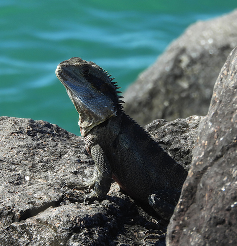 Eastern Water Dragon