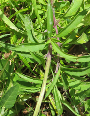 Triodanis