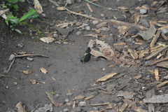 Pereute charops charops