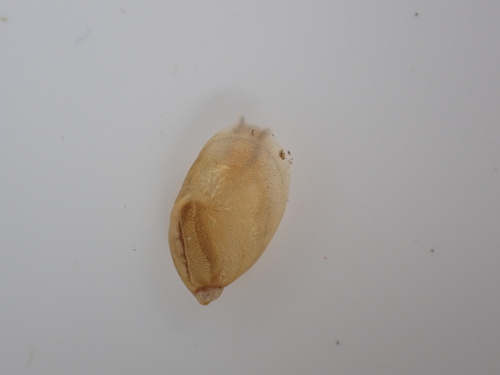 Oxyloma hirasei observed 2026-08-09