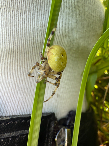 Four-spot Orbweaver