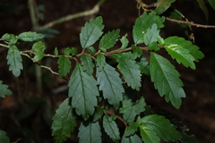 Fieldia australis, photograph (c) Greg Tasney, some rights reserved (CC BY-SA)