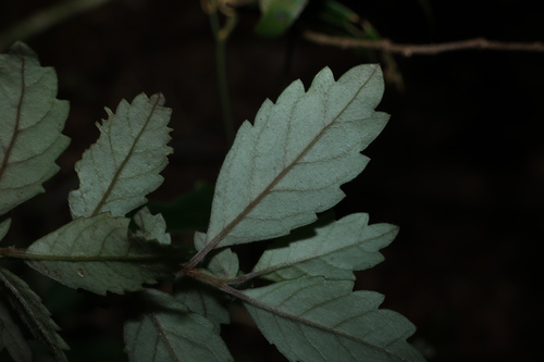 Fieldia australis, photograph 4