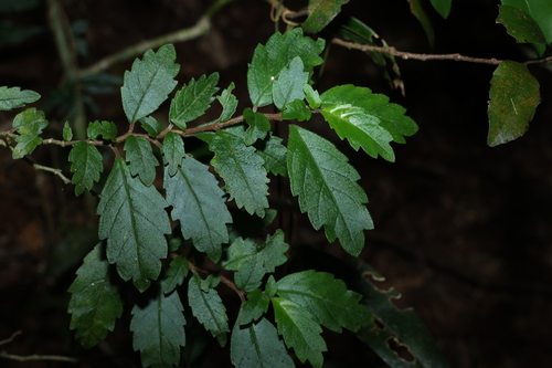Fieldia australis, photograph 3