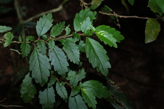 Fieldia australis, photograph (c) Greg Tasney, some rights reserved (CC BY-SA)