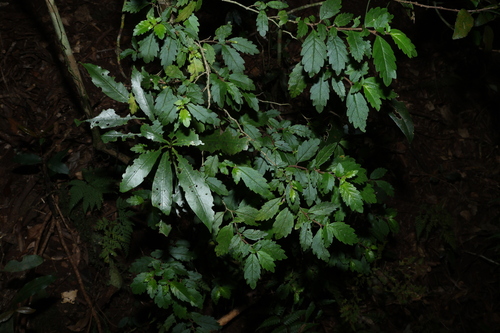 Fieldia australis, photograph 5