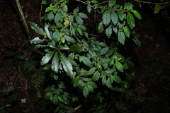 Fieldia australis, photograph (c) Greg Tasney, some rights reserved (CC BY-SA)