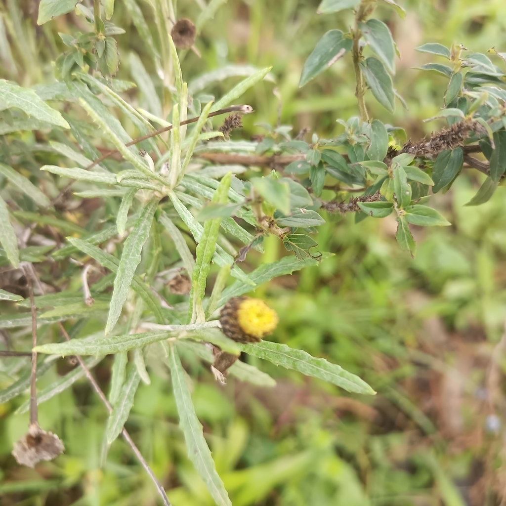 Phagnalon abyssinicum