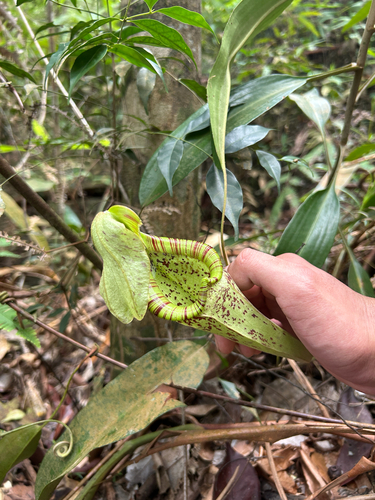 Nepenthes rafflesiana