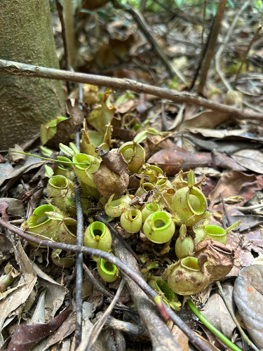 Nepenthes ampullaria