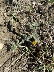 Lomatium foeniculaceum foeniculaceum