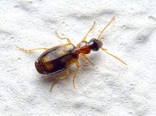 Philorhizus notatus