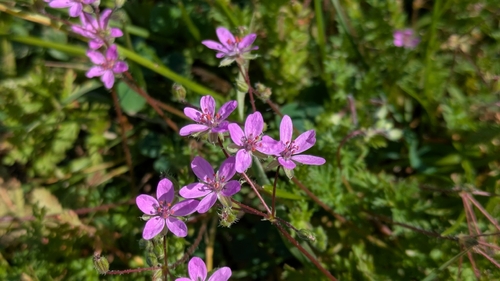 Redstem Stork's-bill