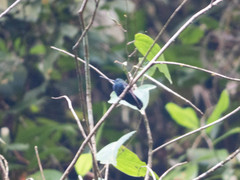 Florisuga