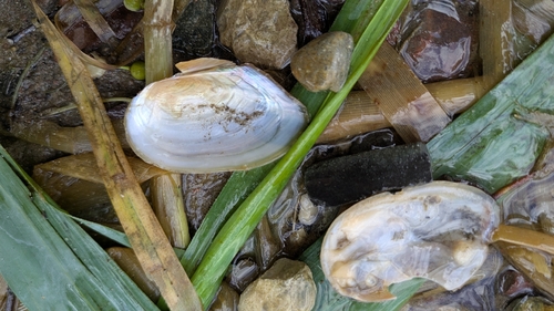 Duck Mussel