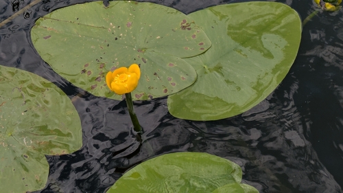 yellow water-lily
