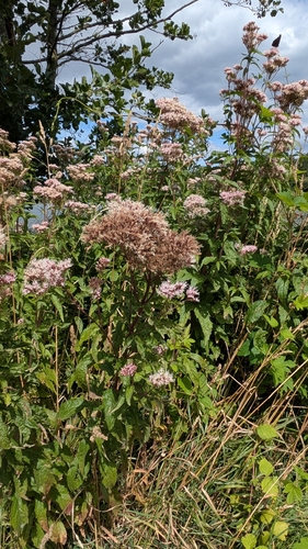 hemp agrimony