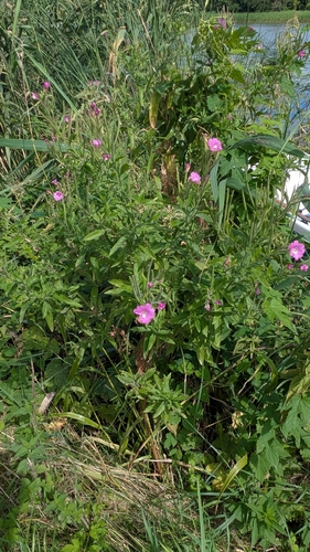 Great Willowherb