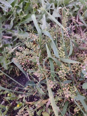 Lepidium ruderale, photograph (c) Bartosz Czołczyński, some rights reserved (CC BY)