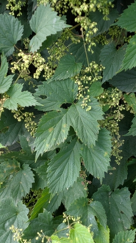 common hops