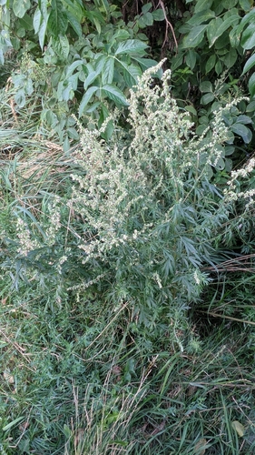 common mugwort